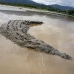crocodile_american_tar_v_1147_cos2095.jpg